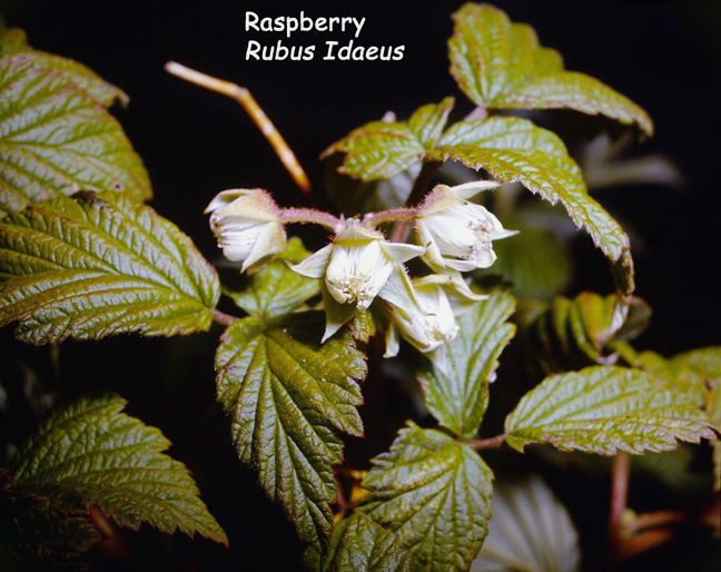Rubus idaeus v. strigosus (Michx.) Maxim.