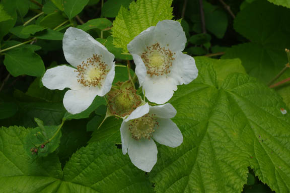 Rubus parviflorus Nutt.