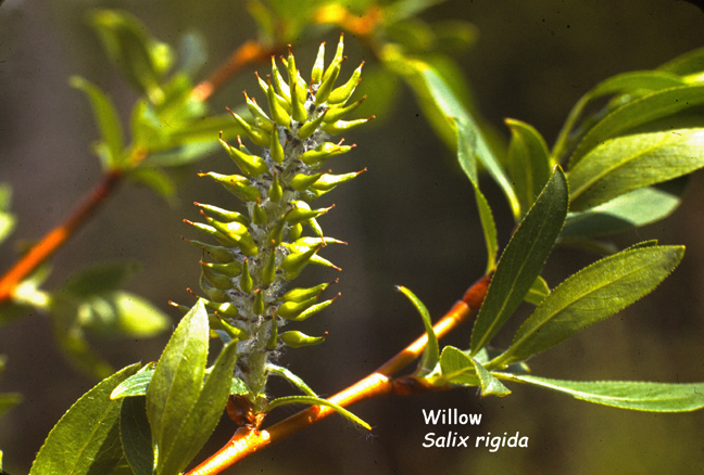 Salix rigida v. mackenzieana