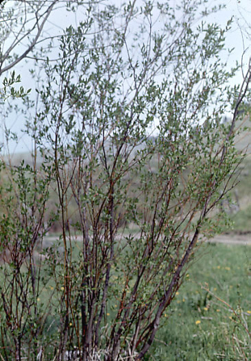 Salix rigida v. mackenzieana