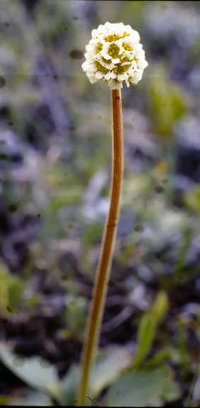 Micranthes rhomboidea
