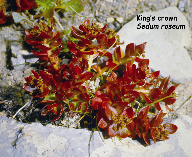 Sedum roseum