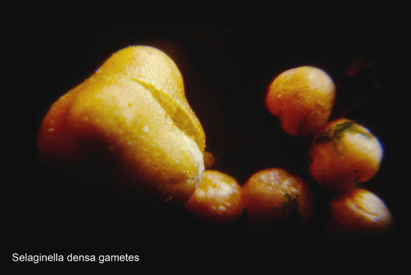 Selaginella densa