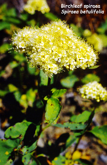 Spirea betulifolia