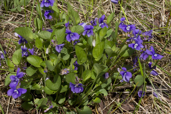 Viola adunca var. bellidifolia