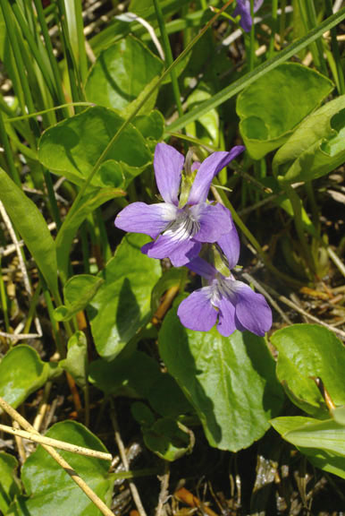 Viola nephrophylla