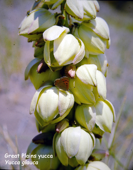 Yucca glauca