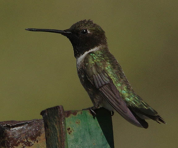 Black-chinned hummingbird (male)