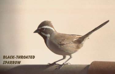 Black-throated sparrow