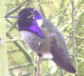 Costas hummingbird (male)