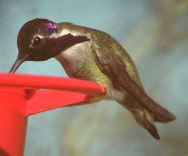Costas hummingbird (male)