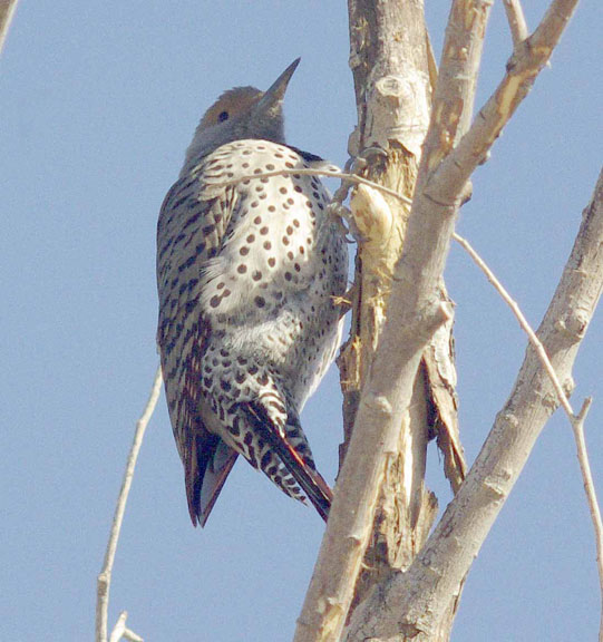 Northern flicker (red-shafted) (female)