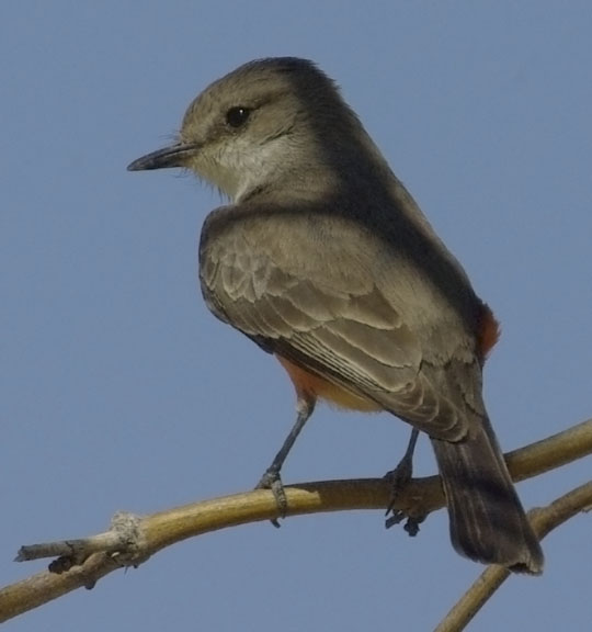 Vermilion flycatcher (female)