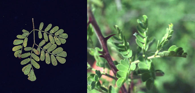 Senegalia greggii (A.Gray) Britton & Rose