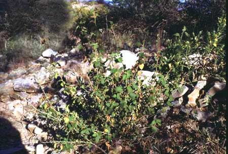 Acalypha californica 
