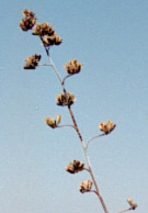 Agave deserti ssp.simplex