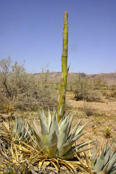 Agave deserti ssp.deserti