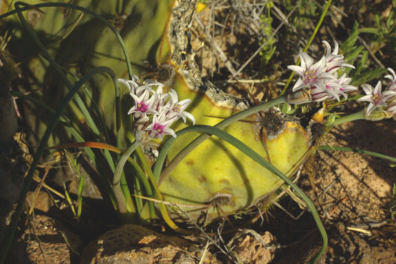 Allium macropetalum