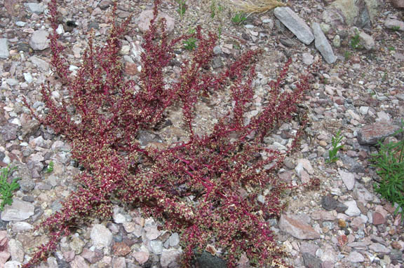 Amaranthus x tucsonensis
