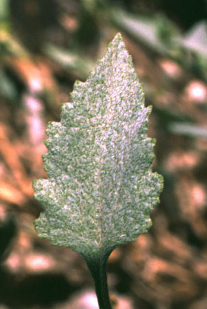 Ambrosia deltoidea