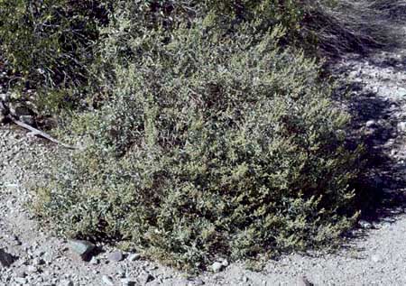 Ambrosia deltoidea