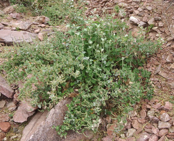 Ambrosia cordifolia