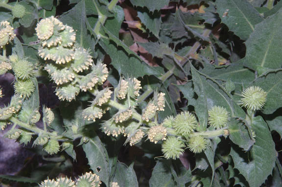 Ambrosia ilicifolia
