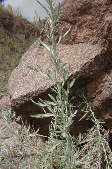 Artemisia ludoviciana ssp. Albula