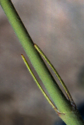 Asclepias subulata