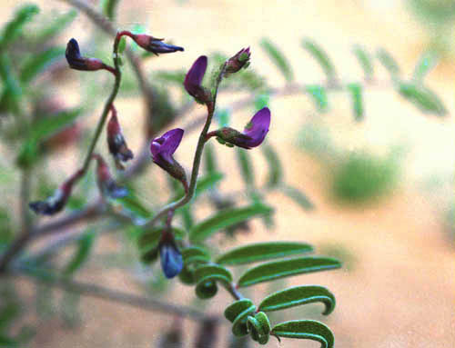 Astragalus insularis var. harwoodii 