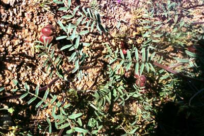 Astragalus insularis var. harwoodii 