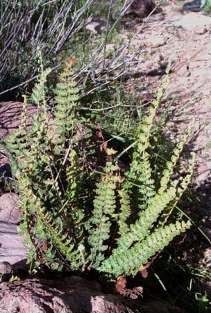 Astrolepis sinuata (Lagasca ex Swartz) D.M.Benham & Windham ssp. Sinuata