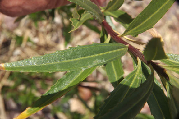 Baccharis salicifolia 