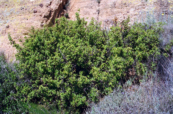 Berberis harrisoniana