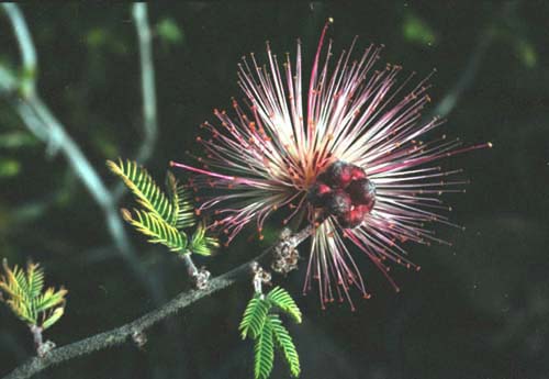 Calliandra eriophylla v.eriophylla