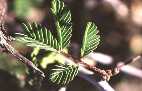 Calliandra eriophylla v.eriophylla