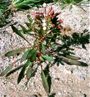 Eremothera boothii ssp.condensata