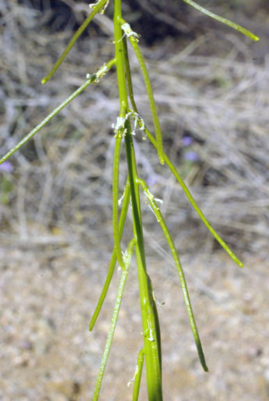 Streptanthus lasiophyllus (Hooker & Arnott) Hoover