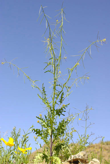 Streptanthus lasiophyllus (Hooker & Arnott) Hoover