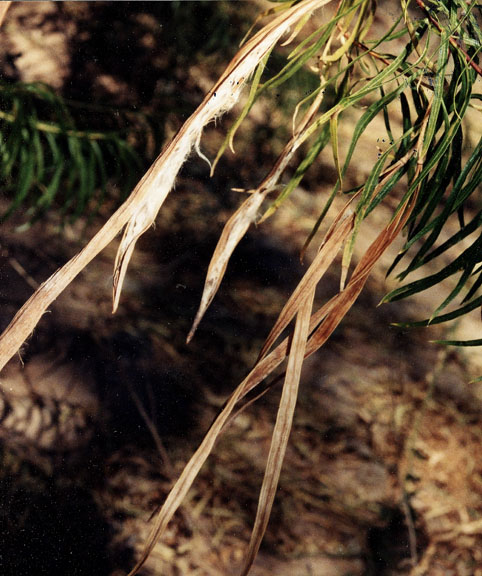 Chilopsis linearis ssp. Arcuata