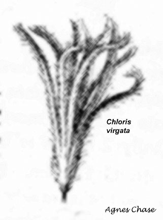 Chloris virgata
