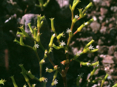 Chorizanthe brevicornu ssp.brevicornu