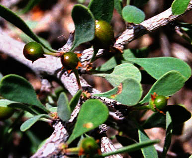 Condalia globosa v.pubescens