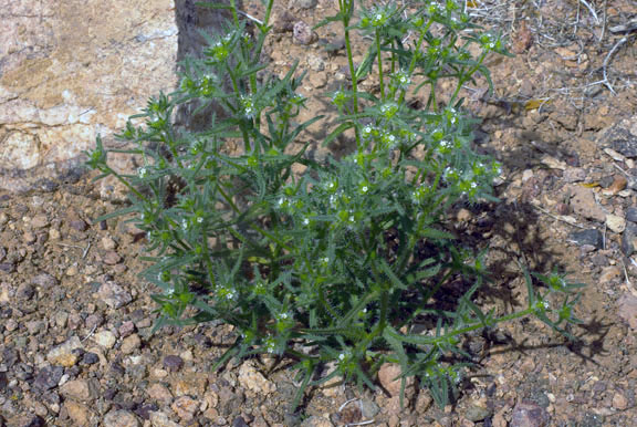 Johnstonella angustifolia Torrey) Hasenstab & M.G.Simpson