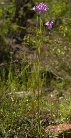 Dichelostemma capitatum ssp. pauciflorum