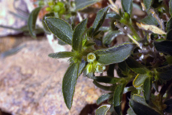 Argythamnia serrata (Torrey) Muller Argoviensis