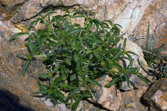Argythamnia serrata (Torrey) Muller Argoviensis