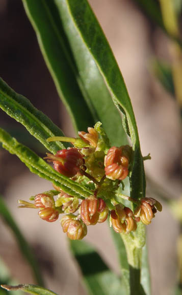 Dodonaea viscosa v.angustifolia