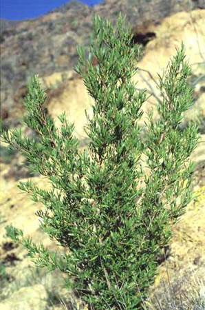 Dodonaea viscosa v.angustifolia
