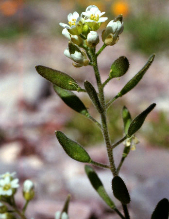 Tomostima cuneifolia (Nuttall ex Torrey & A.Gray) Al-Shehbaz, M.Koch & Jordon-Thaden